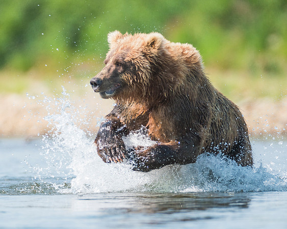 Grizzly Bear - Katmai NP, Alaska