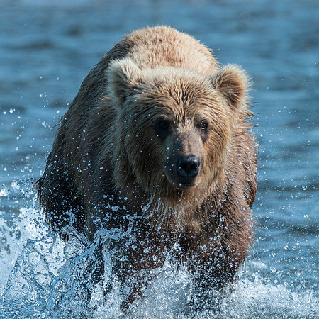 Grizzly Bear - Katmai NP, Alaska