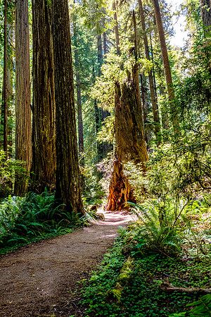 Sequoia NP, California