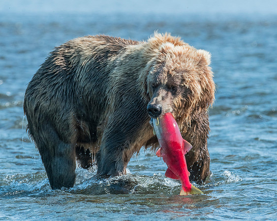 Grizzly Bear - Katmai NP, Alaska