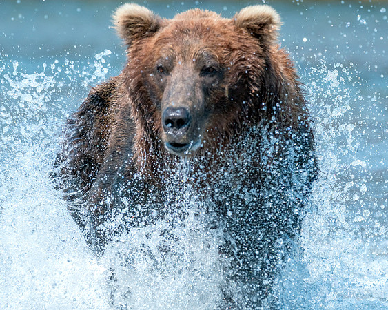 Grizzly Bear - Katmai NP, Alaska