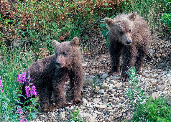 Grizzly Bear - Katmai NP, Alaska