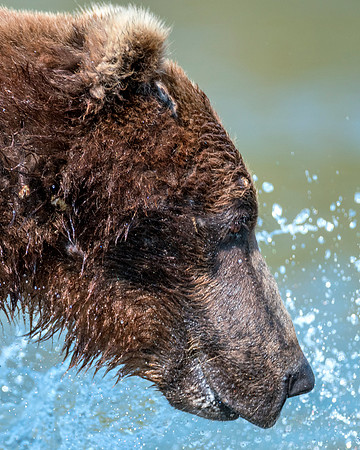 Grizzly Bear - Katmai NP, Alaska
